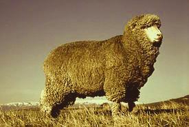 Polwarth Lustre Wool Yarns