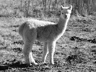 100% Baby Alpaca