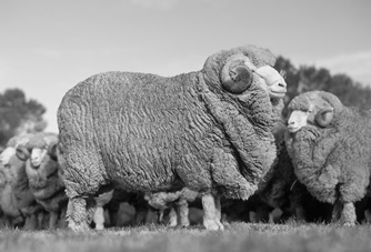 Sustainable Merino Wool